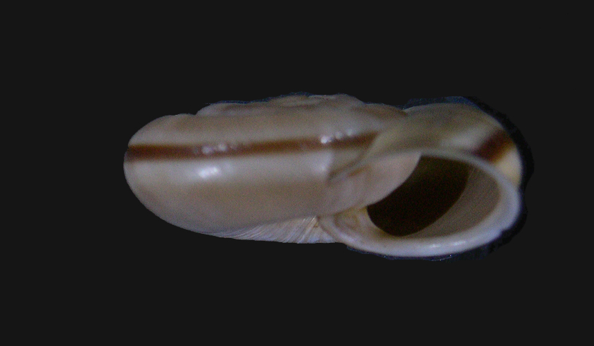 Chilostoma cingulatum